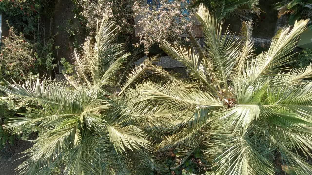코코넛 야자수와 수영장. 공중 하향식 전방