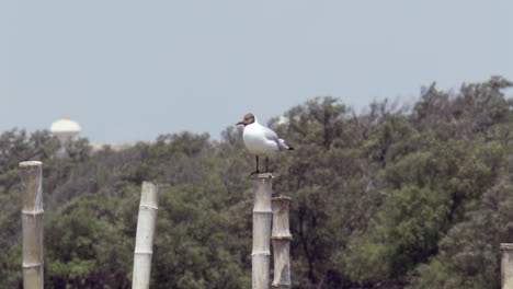 seagull perched on the tip of one of the bamboo stilts on the beach with a trees, the sky, and a white water tank on the background