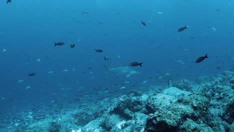 galapagos hammerhead shark at darwins arch eating a fish