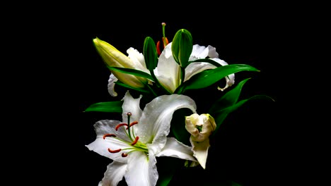 of white lily flowering