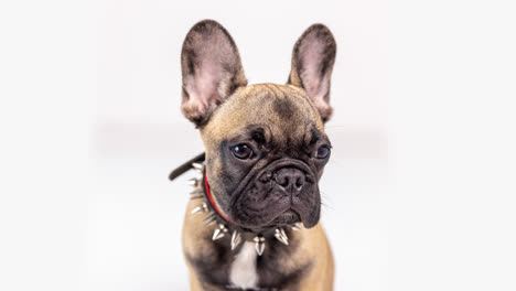 cute pet french bulldog puppy