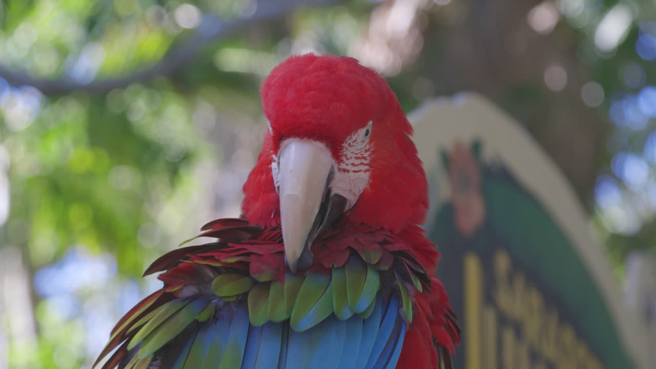 el guacamayo rojo y verde arruinando las plumas cuidándose a sí mismo