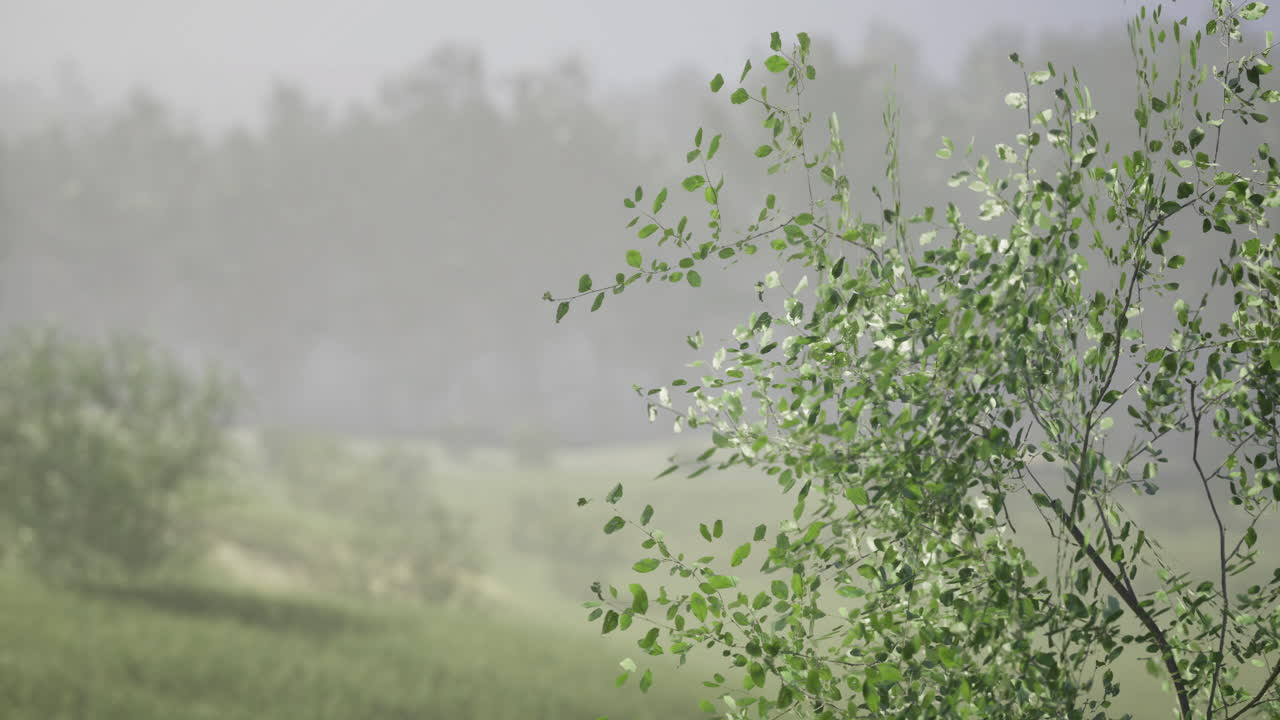 Fresh greenery sways gently in the breeze near lush landscape at dawn