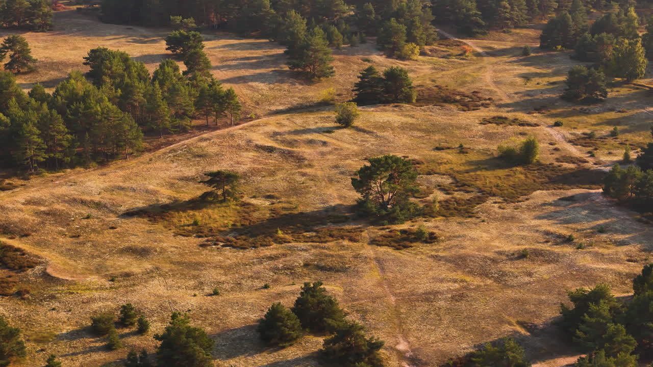 Beautiful pine trees and meadow landscape of Latvia, aerial orbit view