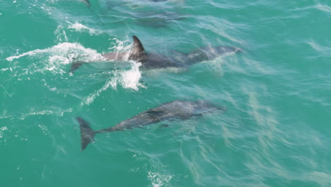 4k footage of a pod of dolphins swimming in kaikoura, new zealand