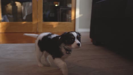 slow motion shot of an odorable puppy prancing in a living room