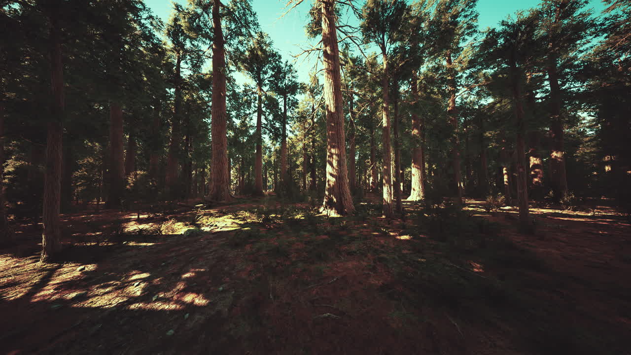 árboles de secuoyas gigantes o secuoyas sierran que crecen en el bosque