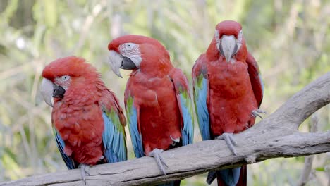 group of red-and-green macaws chilling in a tree