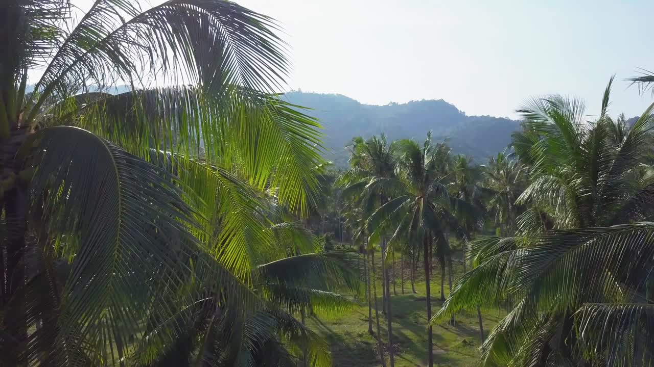 vuelo aéreo sobre una plantación de coco en una isla tropical