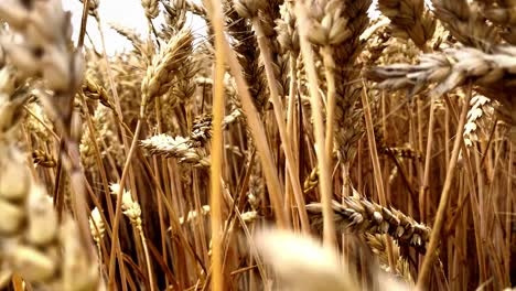 moving through the plantation of ripe wheat