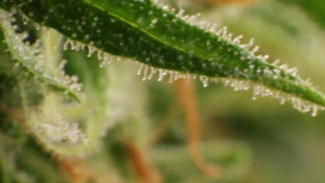 primer plano de la planta de cannabis con gotas de resina thc cbd