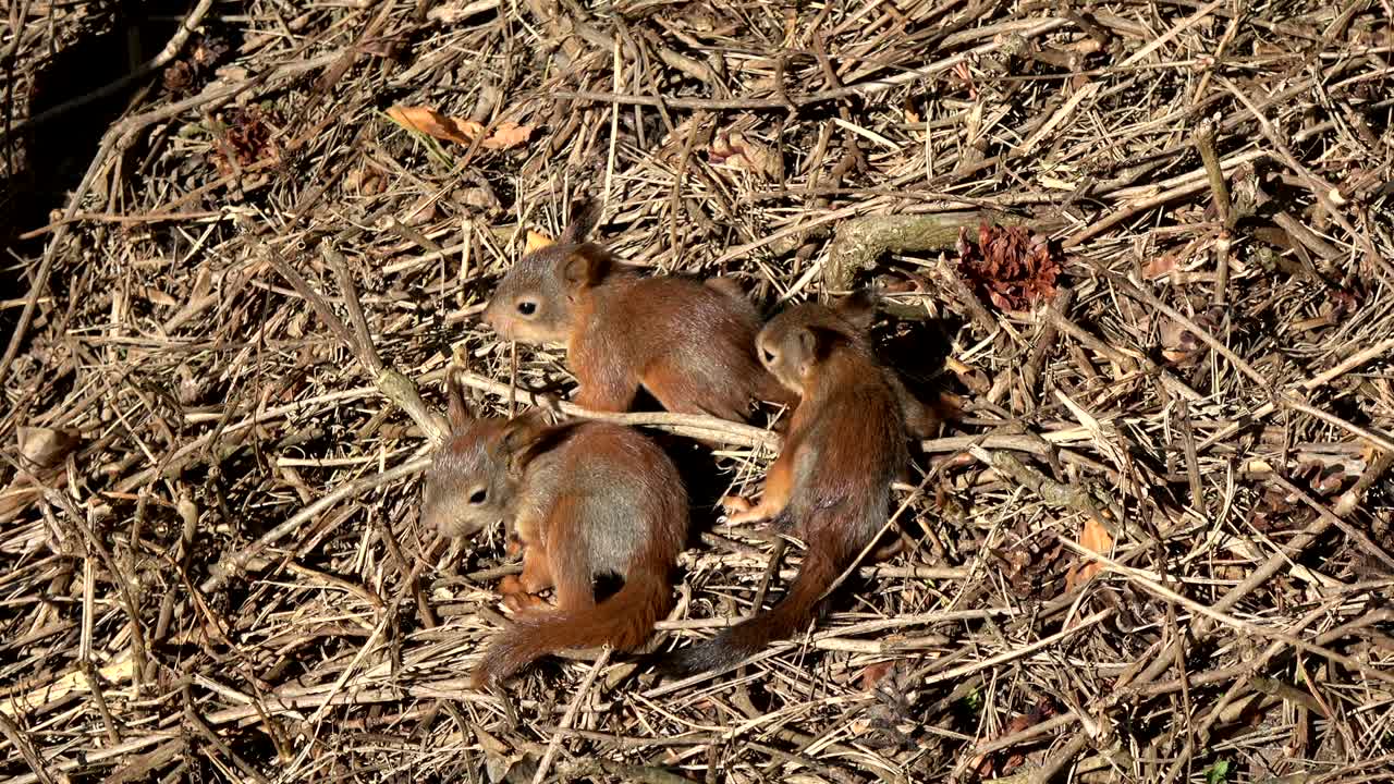 joven grupo de ardillas rojas amistosas jugando en el suelo