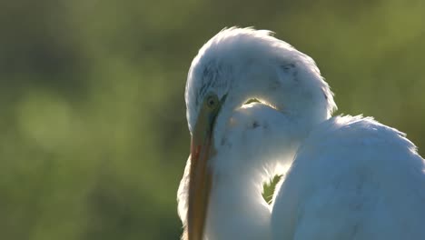 Nahaufnahme-Eines-Silberreihers,-Der-Sich-In-Florida-Putzt