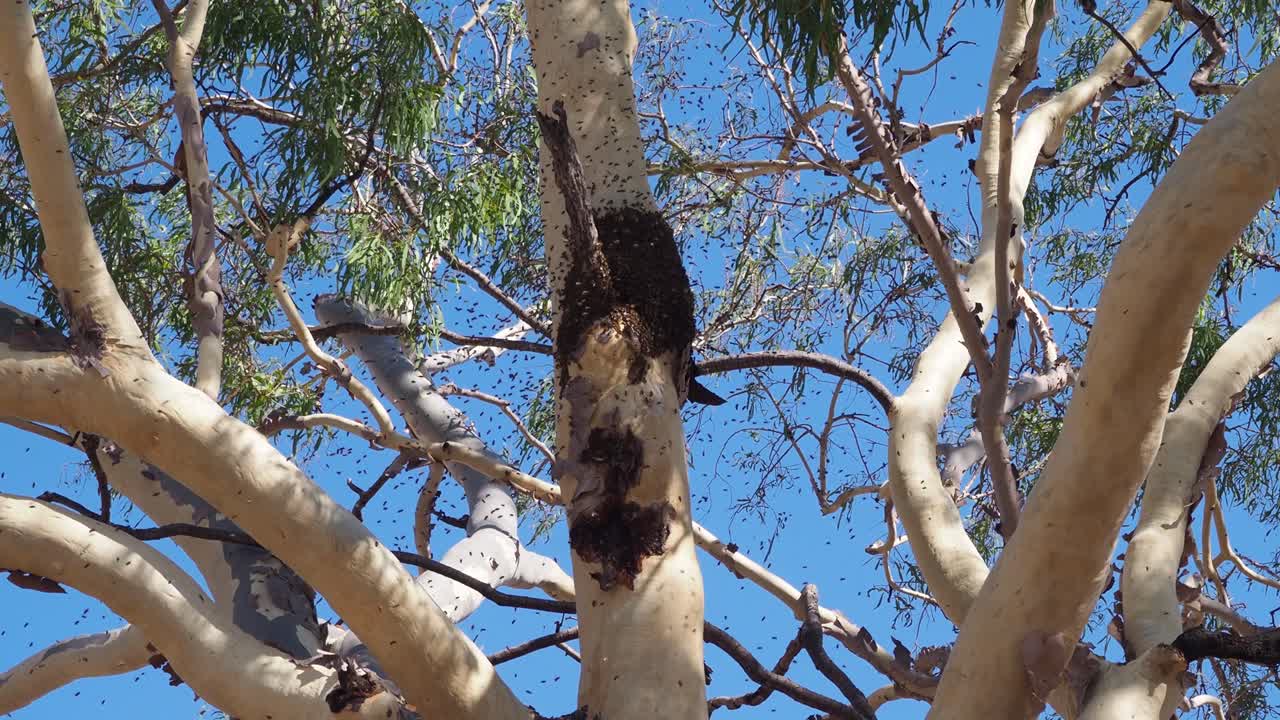Honey bee flying around beehive on a Eucalyptus Tree with blue sky, low angle static shot