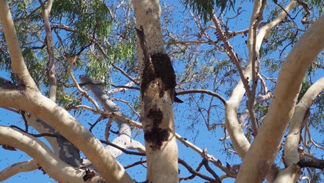 Honey-bee-flying-around-beehive-on-a-Eucalyptus-Tree-with-blue-sky,-low-angle-static-shot