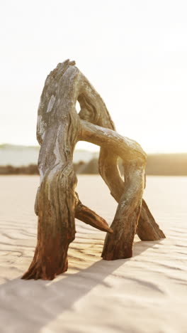 madera a la deriva en la playa al amanecer o al atardecer