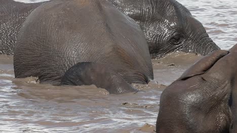 primer plano de elefantes africanos jugando en el agua y sumergiéndose, parque nacional kruger