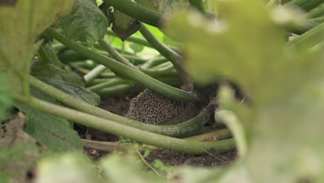 Erizo-Juvenil-En-Medio-De-Plantas-De-Calabacín-Enredaderas-Orgánicas-En-Crecimiento-En-La-Granja-Rural