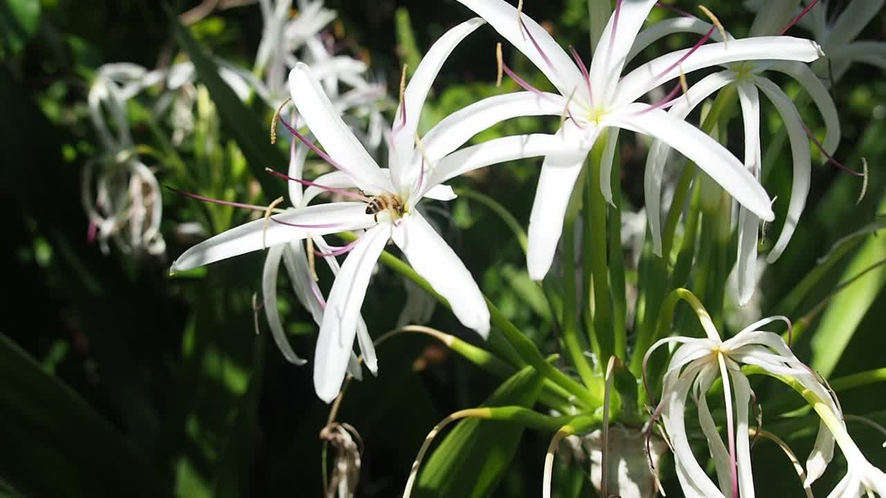 Bees are pollinating the flowers.