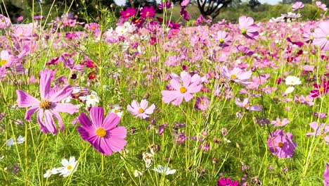 vibrant cosmos flowers in a lush garden