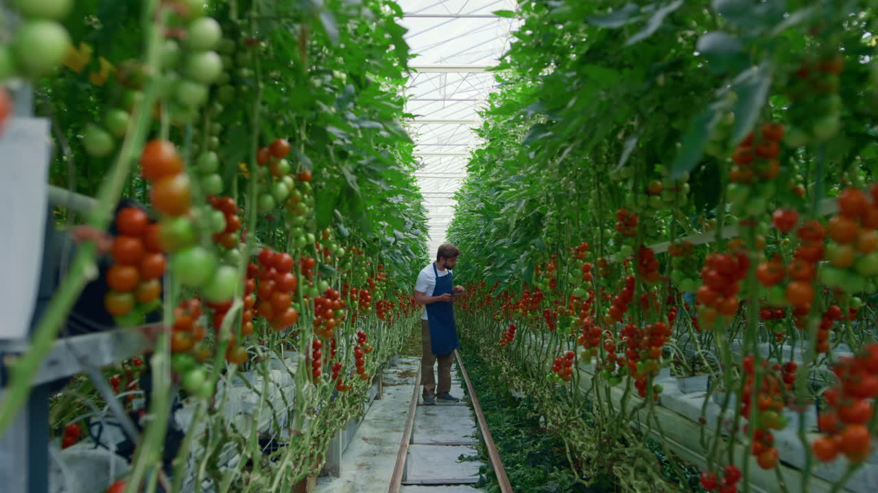 agrónomo investigando la producción agrícola de tomates en tabletas mejorando la producción