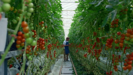 agronomist researching tablet tomatoes farm production improving production