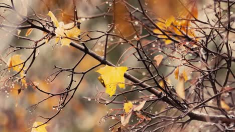 leaves and branches of trees in late autumn during rain.