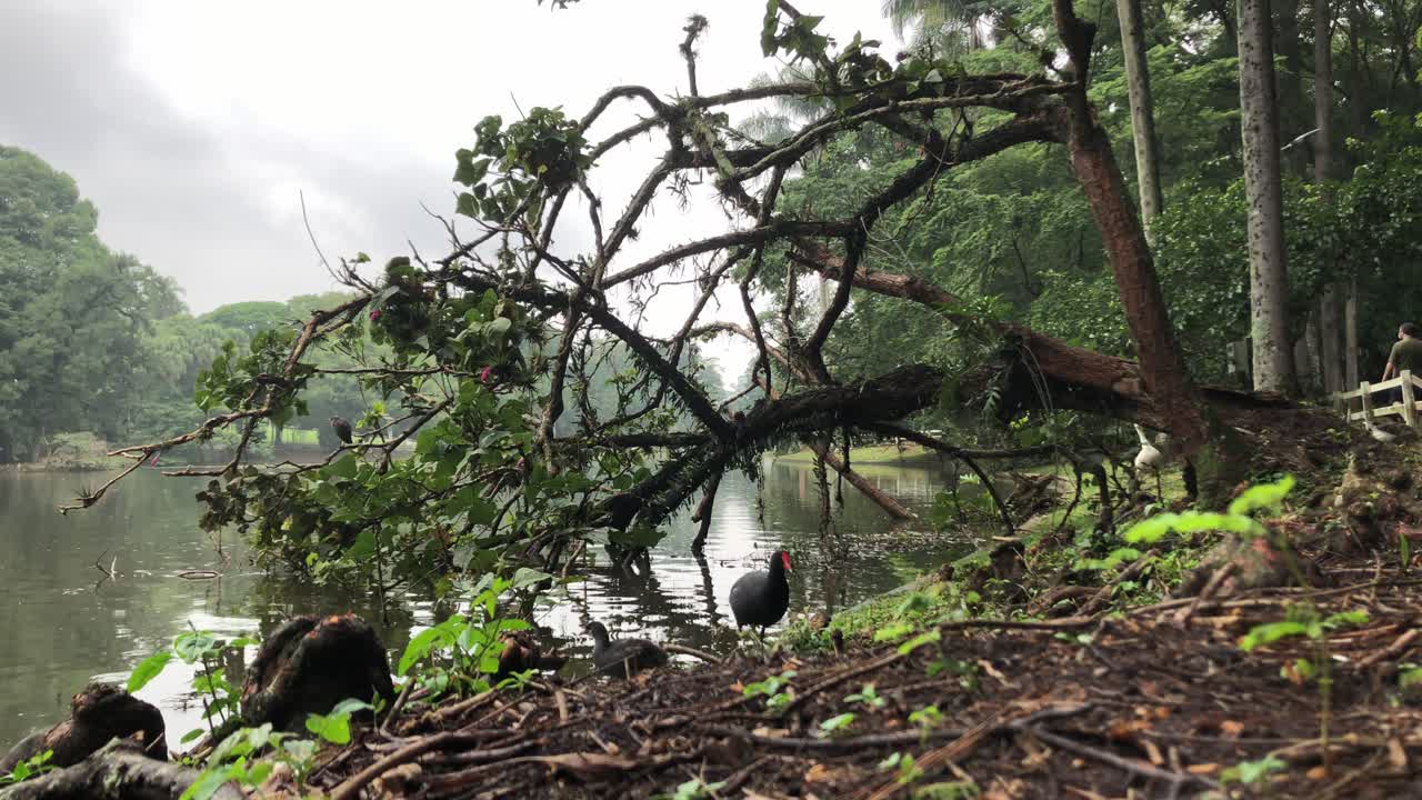 푸른 숲과 흐린 하늘이 있는 프라이아 호르토 브라질 배경의 평화로운 강변을 걷고 있는 검은 오리 - 와이드 샷