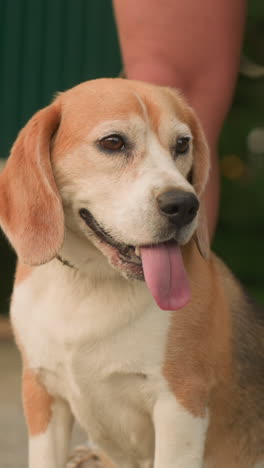 primer plano de un perro marrón sentado cómodamente entre las piernas del dueño al aire libre, mirando pensativo a los alrededores, las piernas y la correa del dueño son visibles, el fondo incluye vegetación y luz suave
