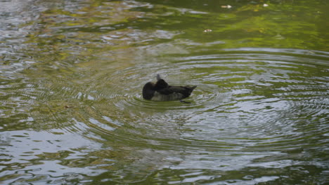 tufted duck floating on clear water of a pond while grooming