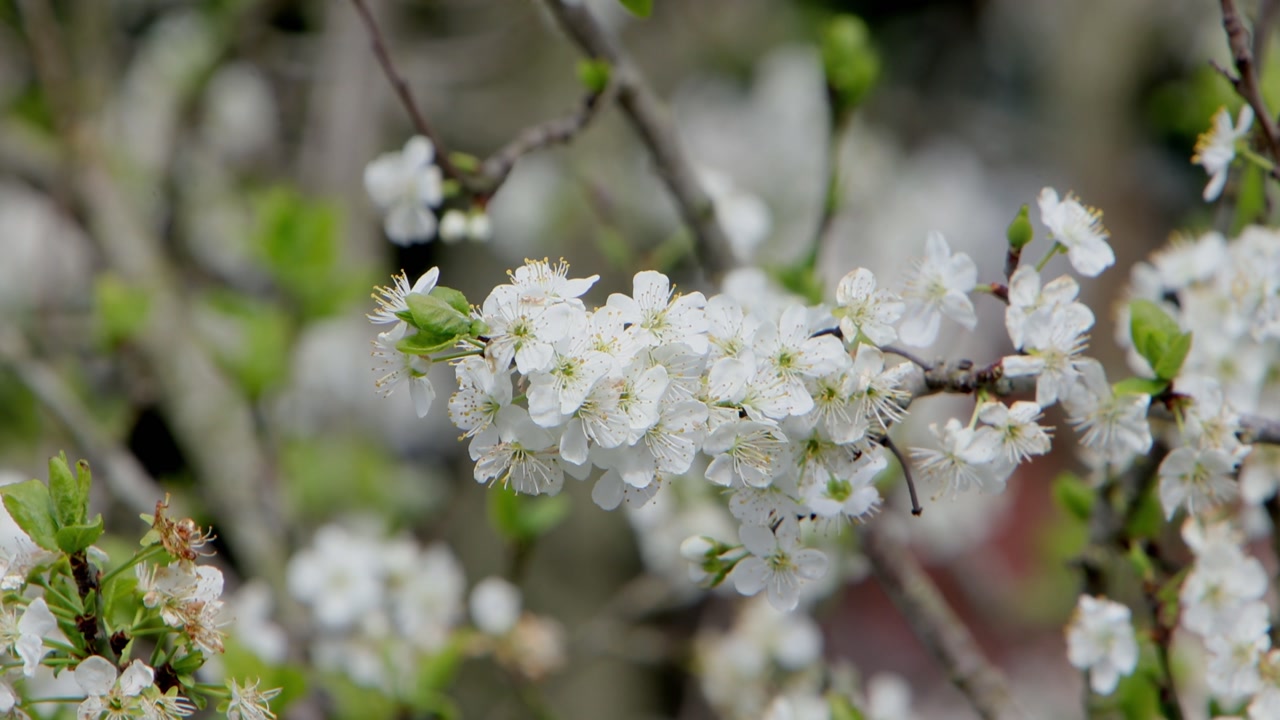 Fiori di prugno all'inizio della primavera. Regno Unito