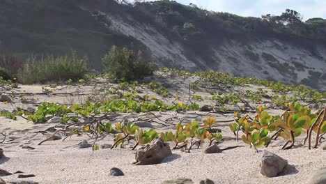 indigenous plant life on glen gariff beach in east london, south africa