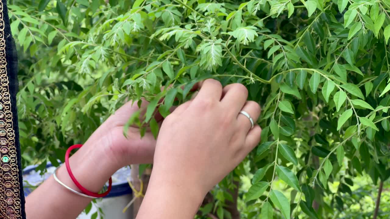 인디언 여성 들 이 나무 에 있는 카리 잎 을 확인 하고 있다