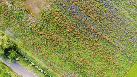 fly above poppy and herb field with a drone, rotating view