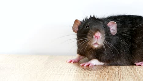 animal domestic gray rat close-up