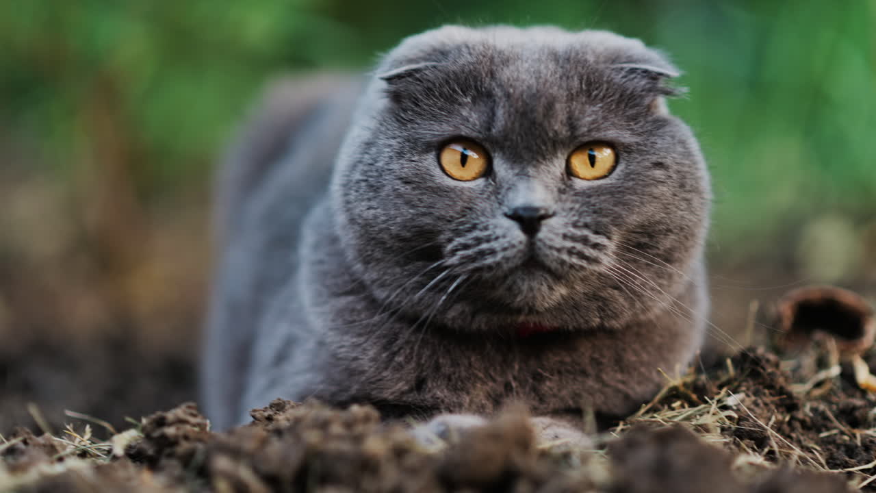 Close up of a Scottish Fold cat with orange eyes sitting on the ground in a garden