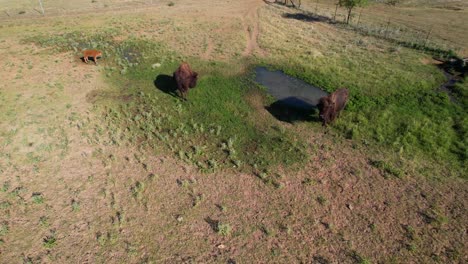 Luftaufnahmen-Von-Zwei-Erwachsenen-Bisons-Und-Einem-Kleinen-Bison-Auf-Einem-Feld-In-Stonewall,-Texas