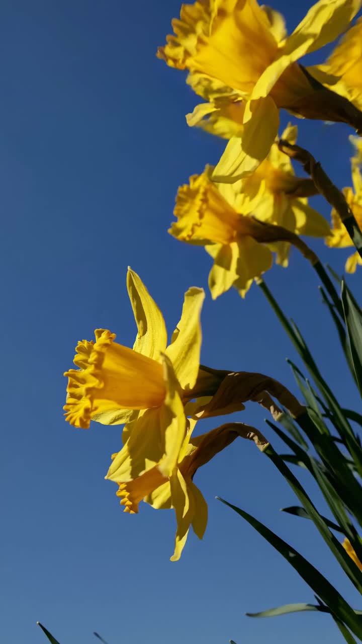 Low-angle shot of vibrant yellow daffodils against a clear blue sky, capturing a lively