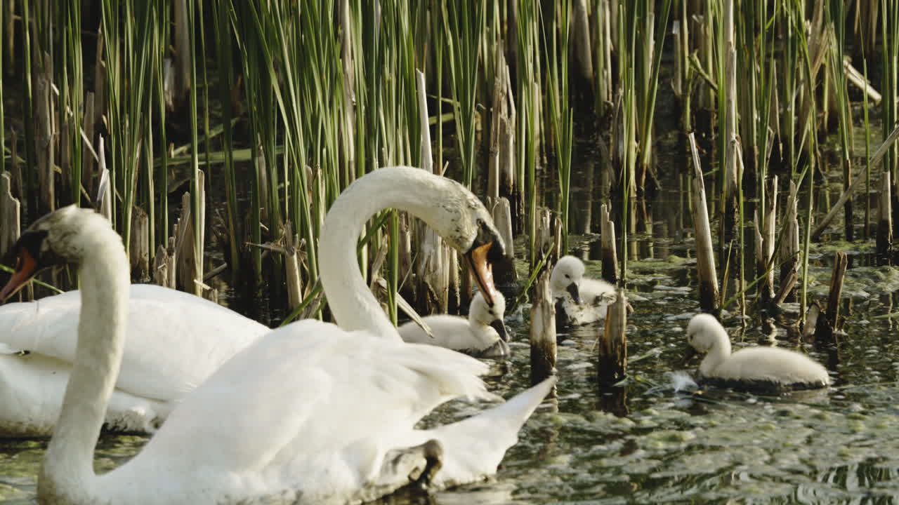 At daybreak, a swan mom introduces her baby cygnets to swimming in a calm pond.