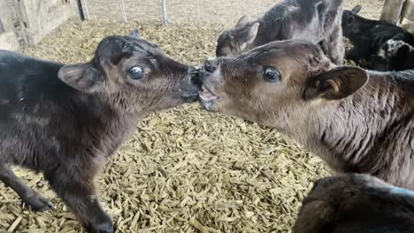 close up of two calves kissing each other looking for milk in the calf pen