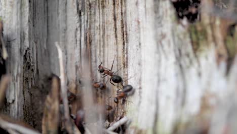 fire ant cleaning her antennae