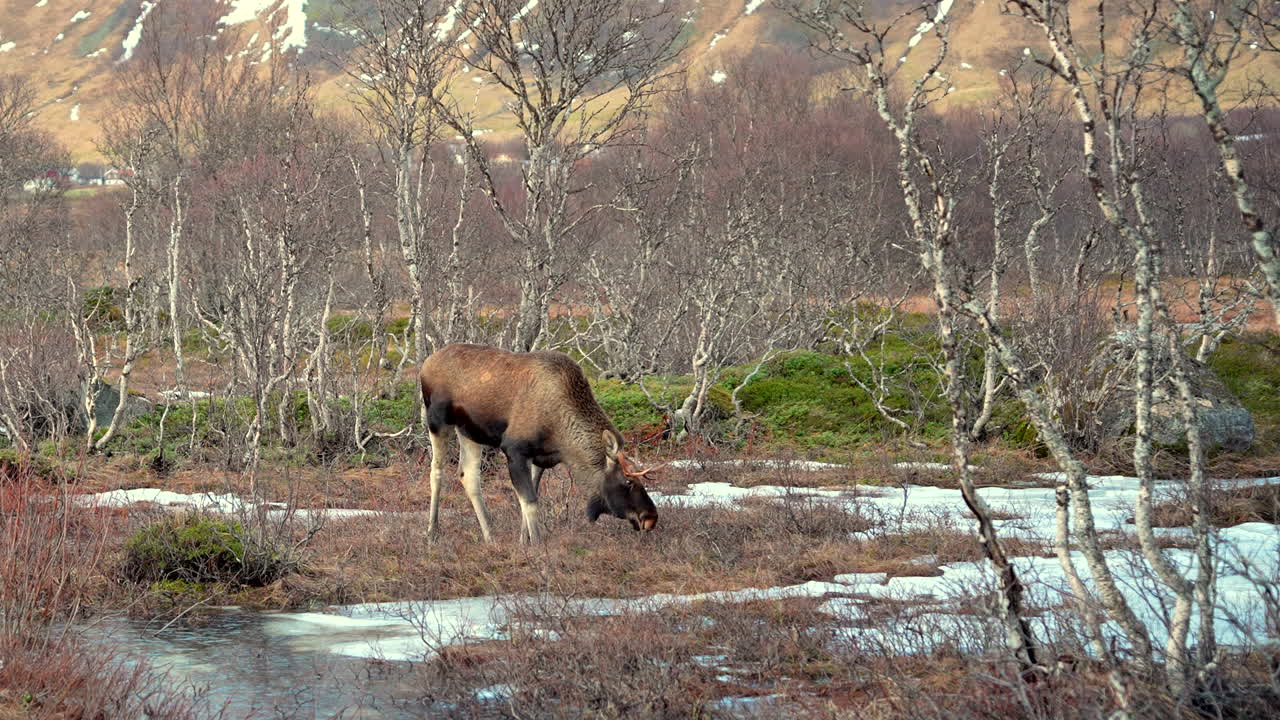 Medium shot of a moose foraging and grazing in a small marshland in winter surrounded by leafless trees