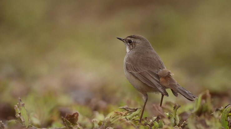Il primo piano di un bellissimo uccello pettazzurro.