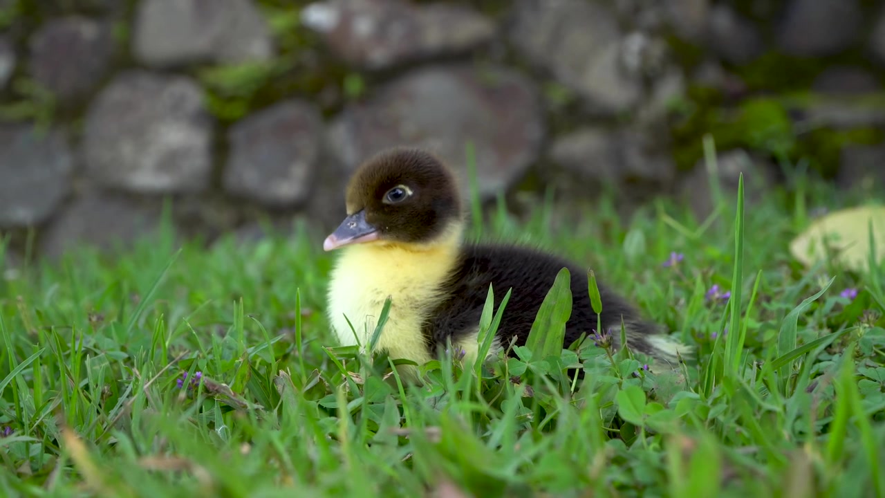 Patito de un día en la hierba mirando a su alrededor - crías de animales de granja