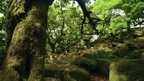 Ver-La-Colina-Cubierta-De-Musgo-Desde-El-Tronco-Del-árbol-Hasta-Las-Hojas