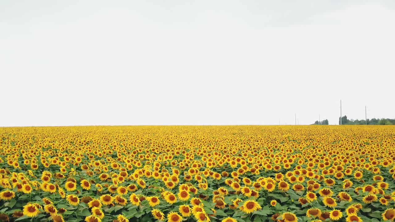 Enormous plantation of sunflowers blooming brightly for bees outside. Natural background of yellow flowers growing in summer day. Aerial view. Motion camera forward.