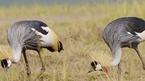 Two-Grey-Crowned-Cranes-feeding-on-the-grasses-in-the-barren-savannah-of-Masai-Mara-North-Conservancy,-African-Wildlife-in-Maasai-Mara-National-Reserve,-Kenya,-Africa-Safari-birds