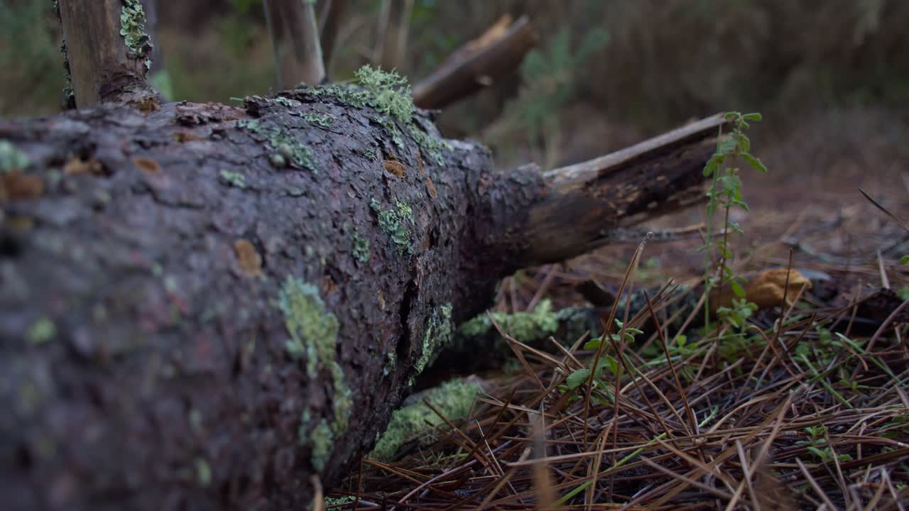 musgo y líquenes crecientes en el tronco caído de un árbol en el bosque