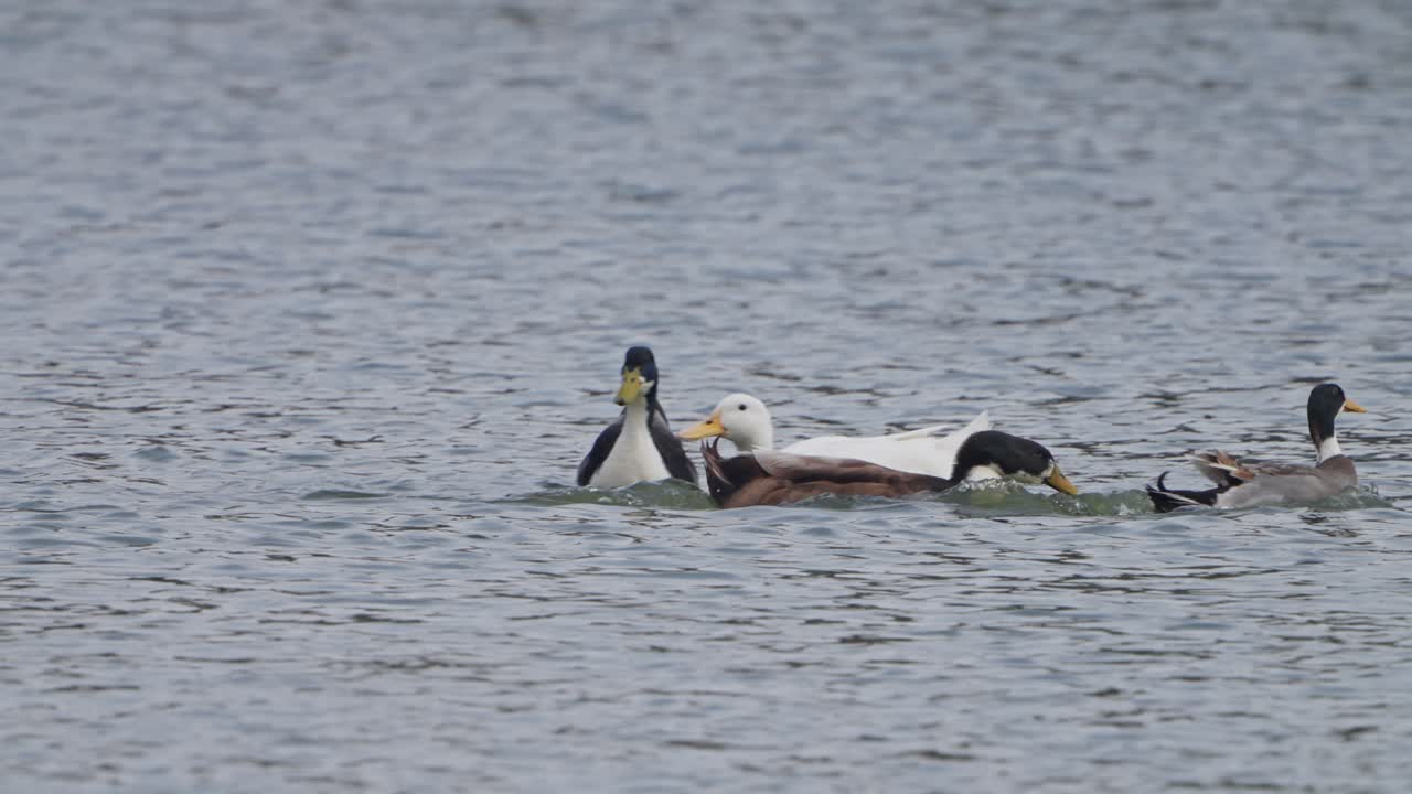 Mallard duck playing in lake