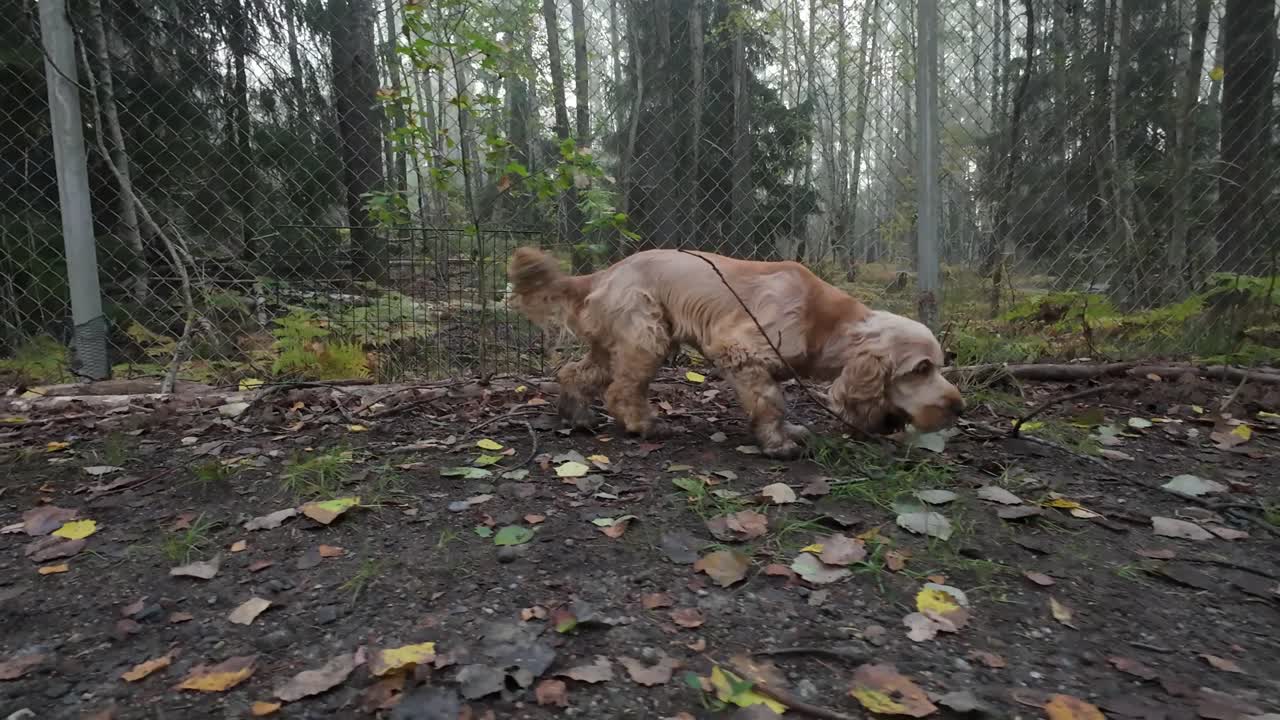 Happy dog sniffing on a stick in a dog park